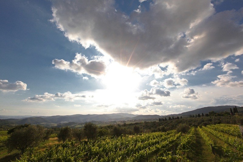 Fattoria Lavacchio filari di Chardonnay tra cielo e sole