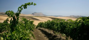 Collina con vigne