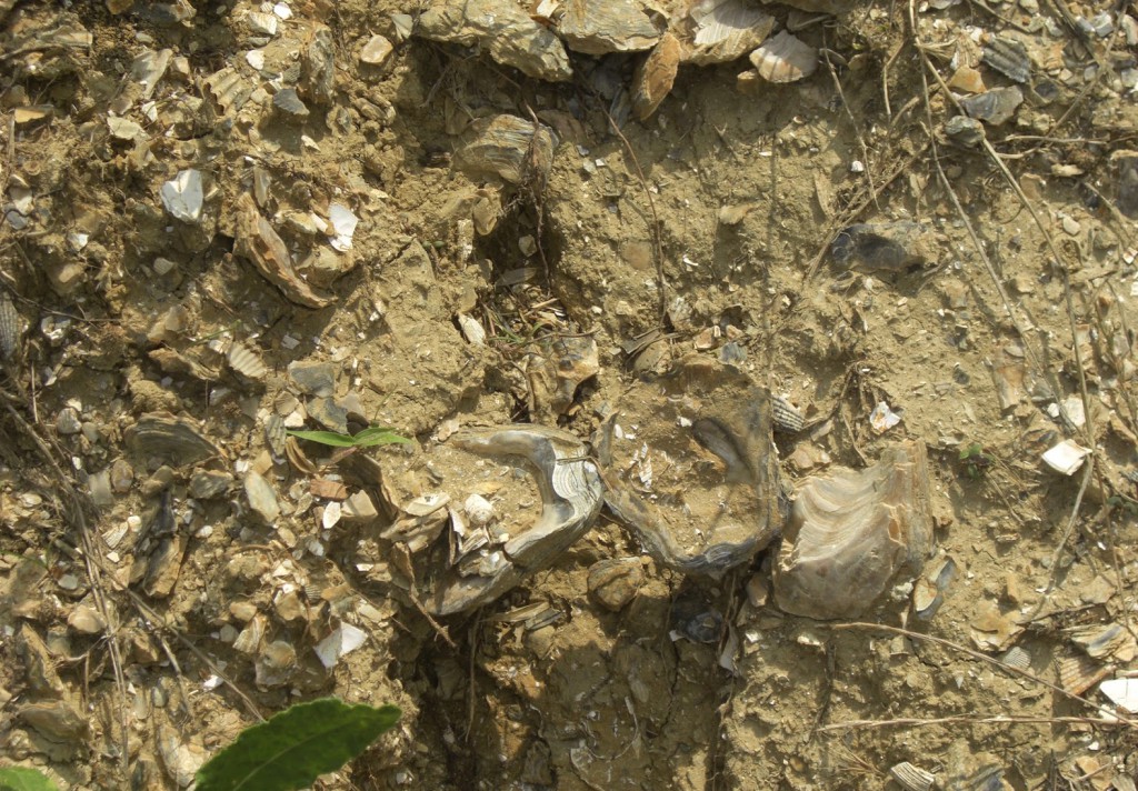 Fontemorsi…un vigneto tra le conchiglie