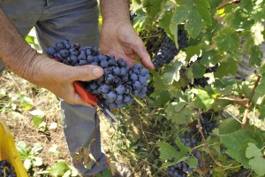 la-stoppa-mano-vendemmia