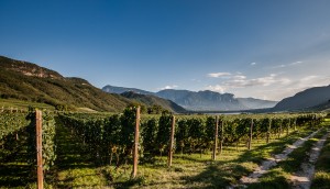 EOS_FlorianAndergassen_Überetsch_72-11