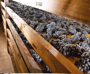 Grappoli di Raboso Piave in appassimento