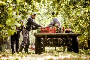 Cantina-della-Volta-2781