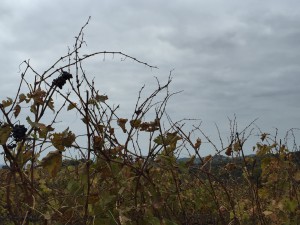 IMG_3752