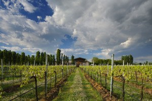 _Z5B2632-Pizzolato Vigneto con Cantina 1-Aprile 2014 mr