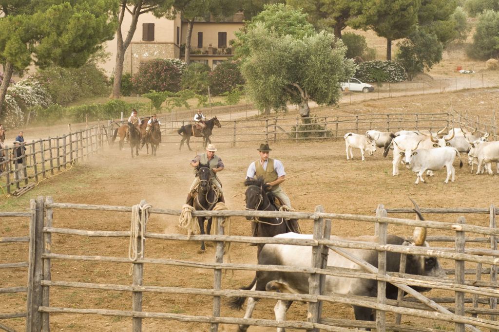Cowboy tra i vigneti