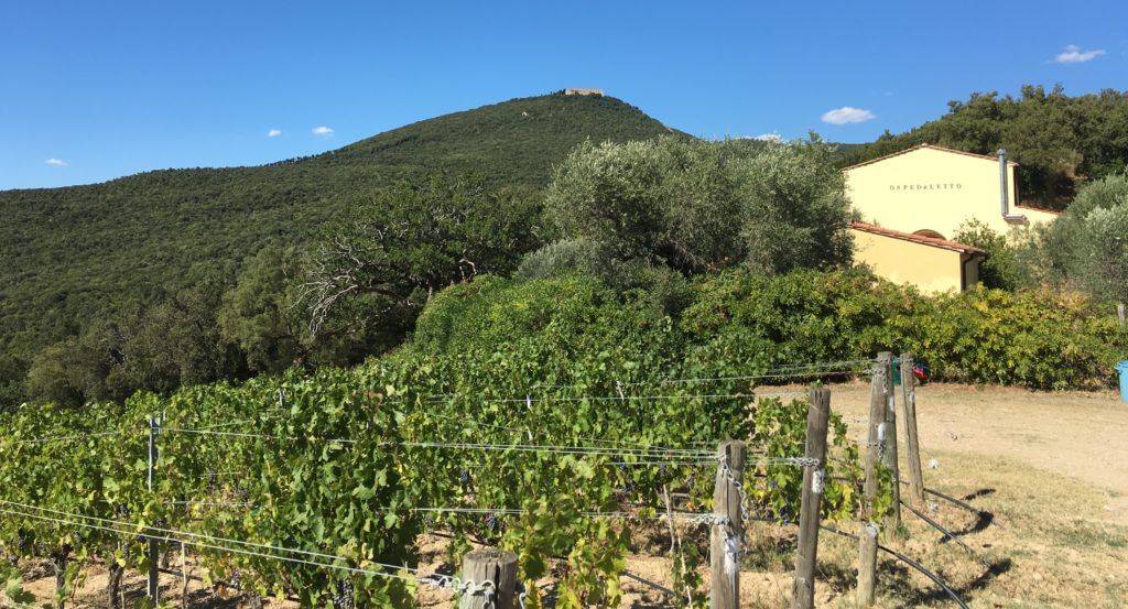 Vigneto “San Biagio”