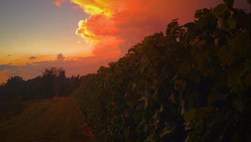 Tramonto in vigna