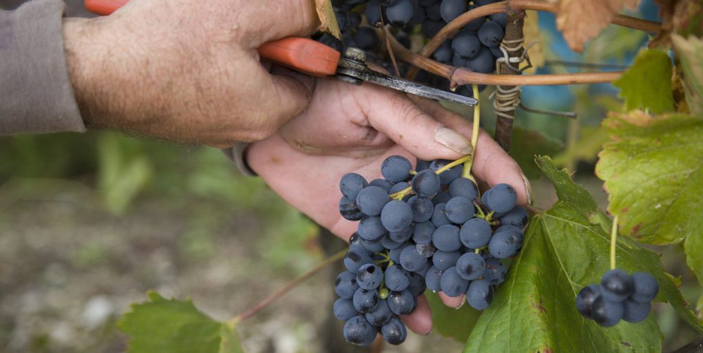 Il brivido della Vendemmia a Castello di Meleto