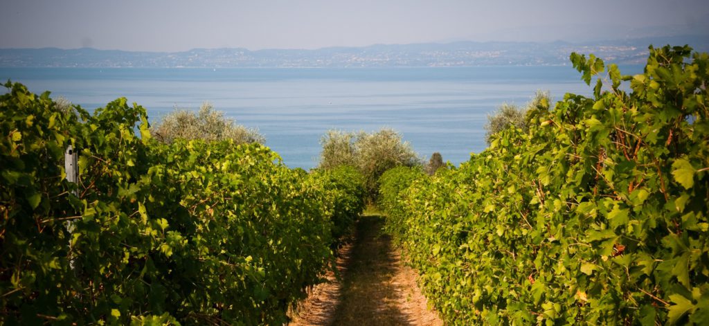 Ultima vendemmia per il “Vecchio Bardolino”