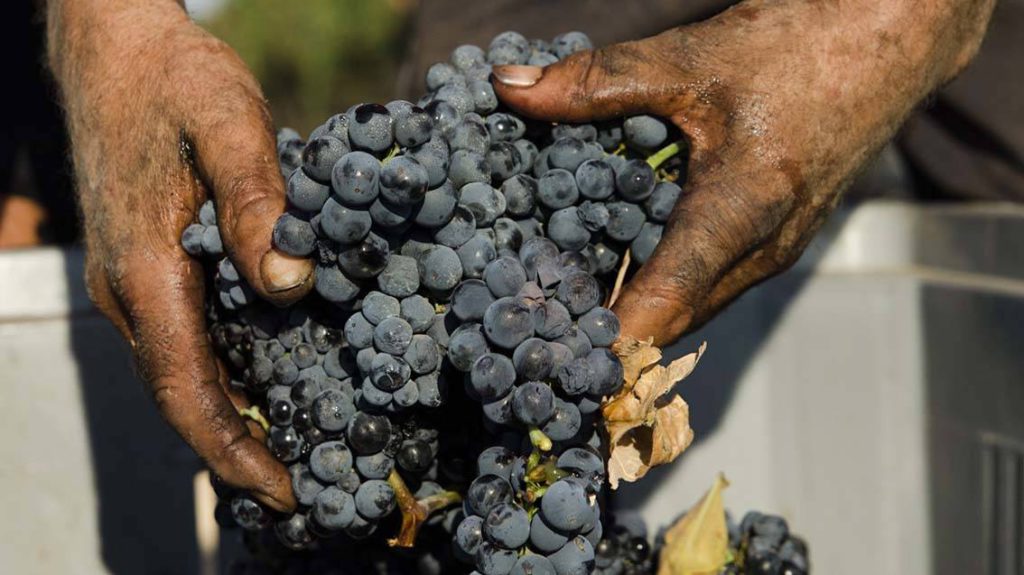 Vendemmia positiva per il Primitivo di Manduria