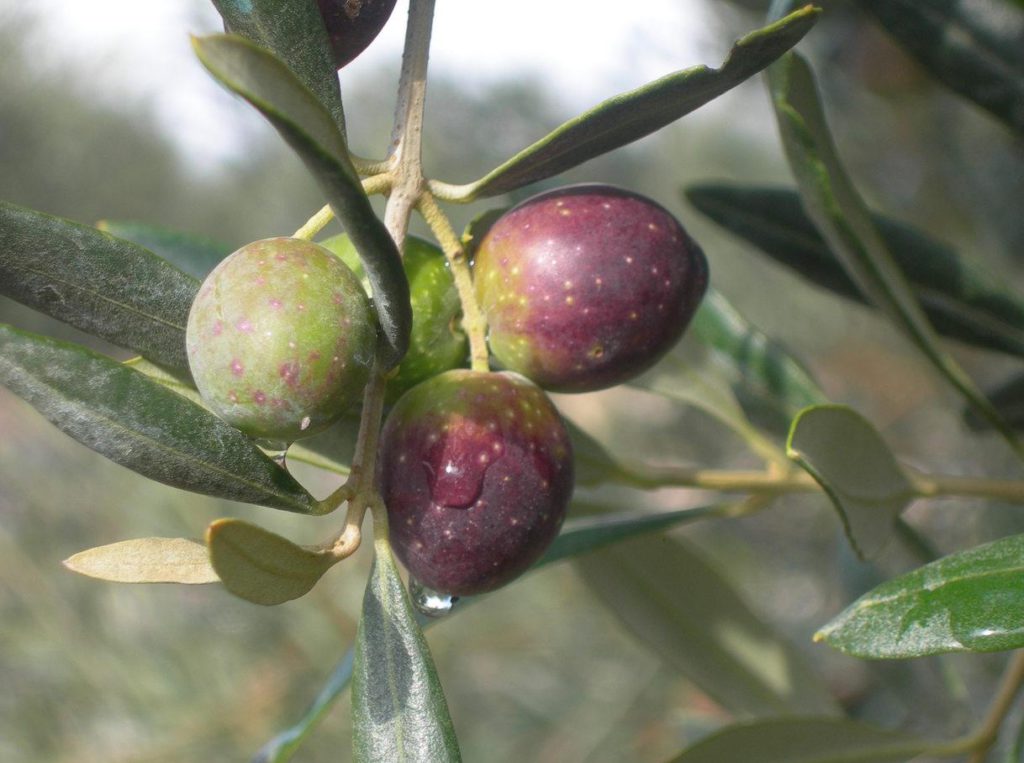La Provincia di Latina e la cultivar Itrana