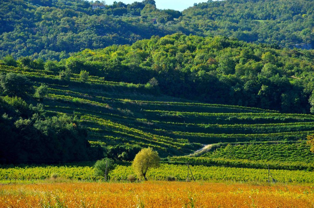 Colli-Berici-DOC-vigne-e-colli