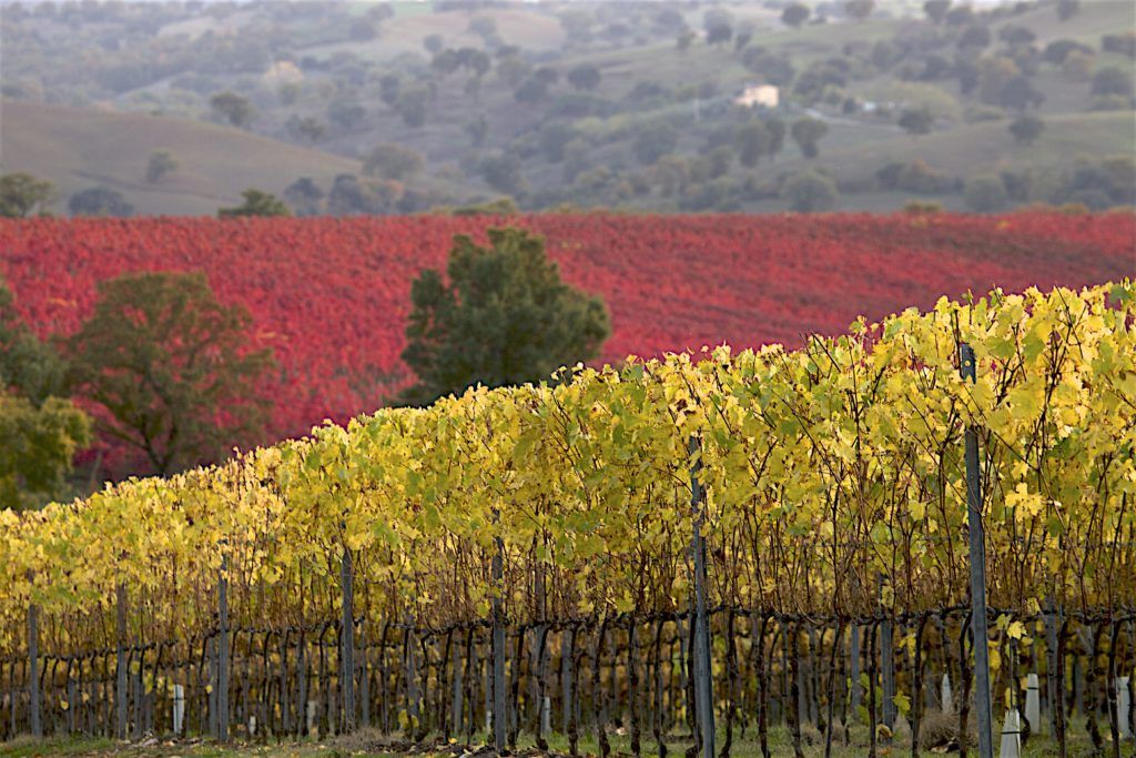 vigneti di maremma