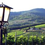 Fattoria Casalbosco_Vigne