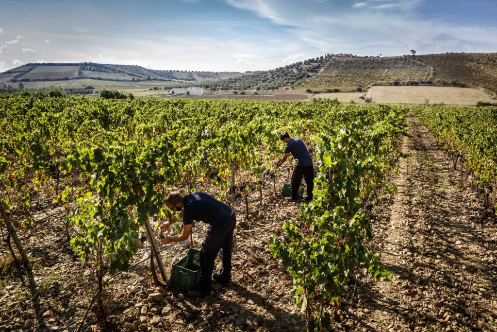 I vigneti di Antonella Corda