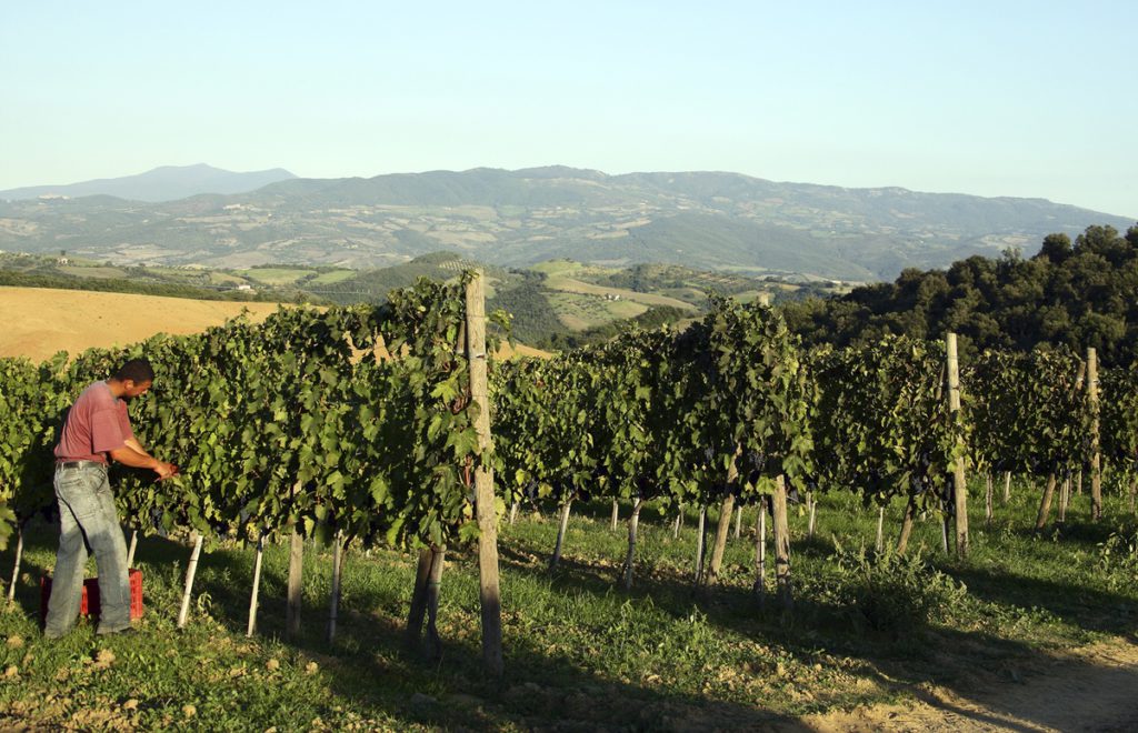 Vigneti Montecucco