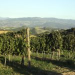 Vigneti Montecucco