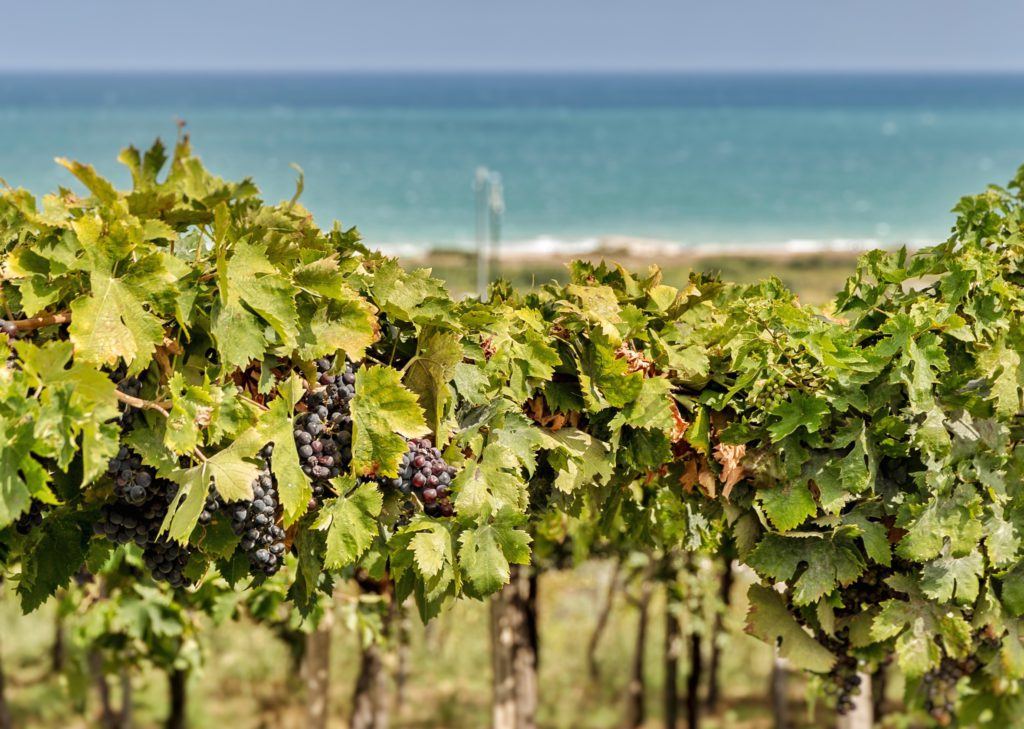 Abruzzo_vigneti