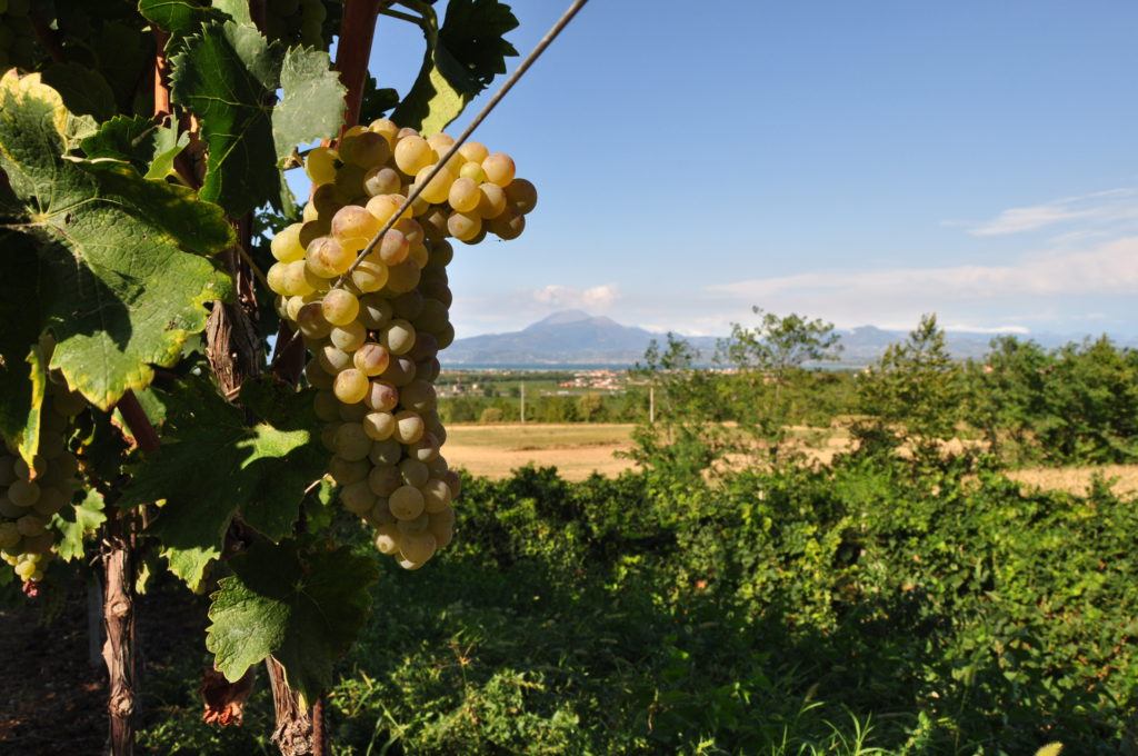 Lugana vigneti con grappolo