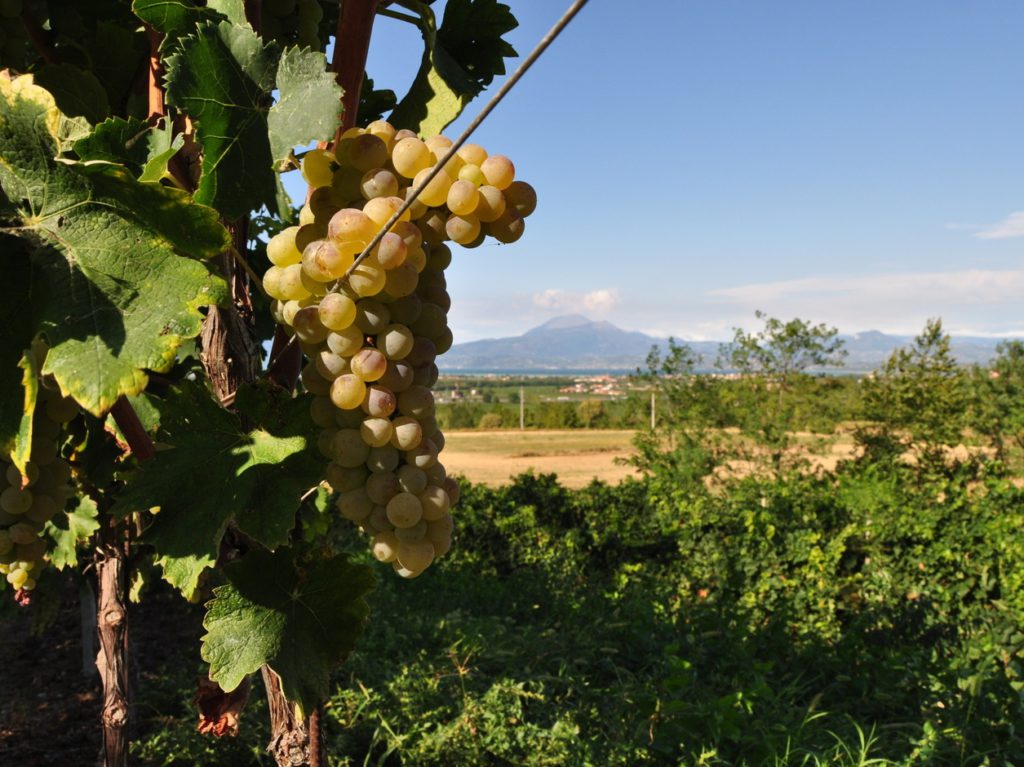 Lugana Armonie senza Tempo Lugana vigneti con grappolo