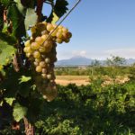 Lugana vigneti con grappolo