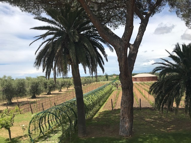 Berceau fiorito a Campo alle Comete