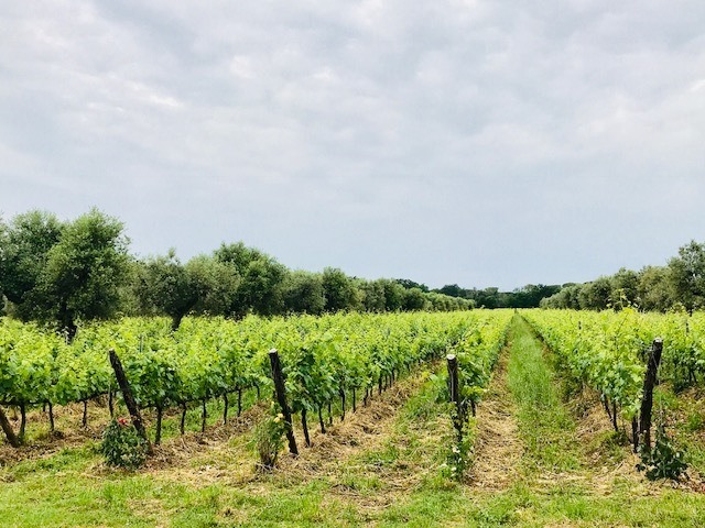 I Vigneti di Donne Fittipaldi