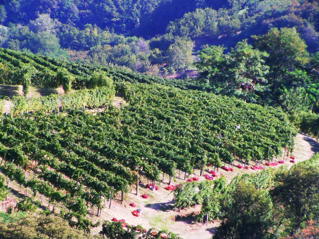 Vigneti-sulle-colline-di-Breganze-Cantina-Col-Dovigo