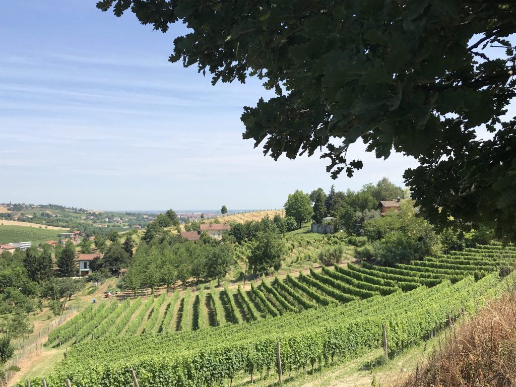 Vigneti Tenuta Mandoletta