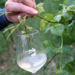 Un-calice-di-Vespaiolo-Photo-Stella-