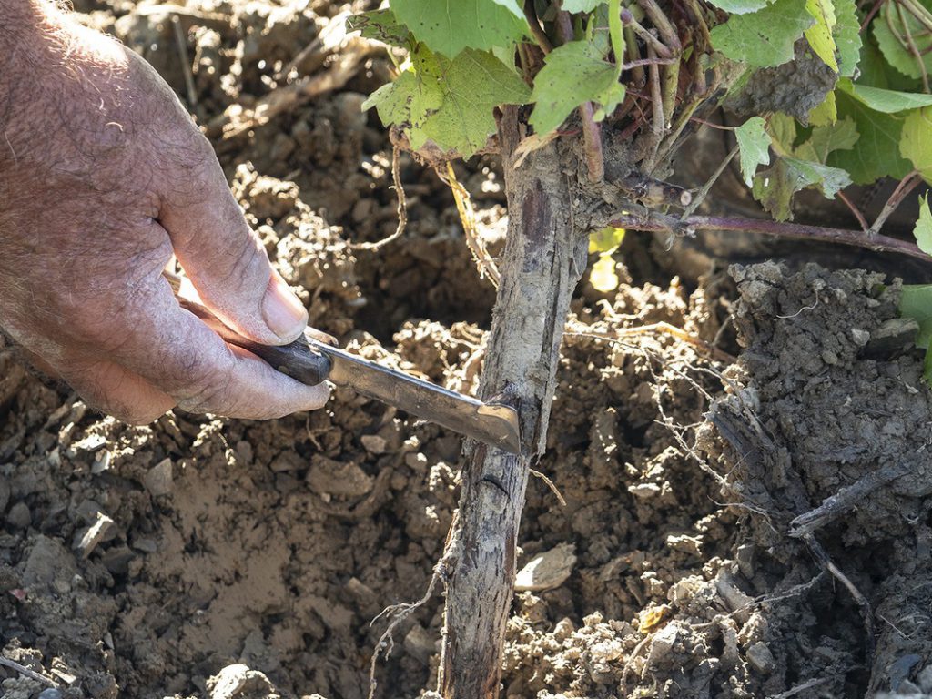 Gravner un coltello per l’innesto a Dedno Gravner-Dedno-innesti