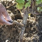 Gravner-Dedno-innesti