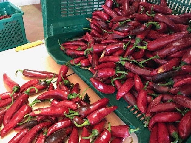 Peperoncini