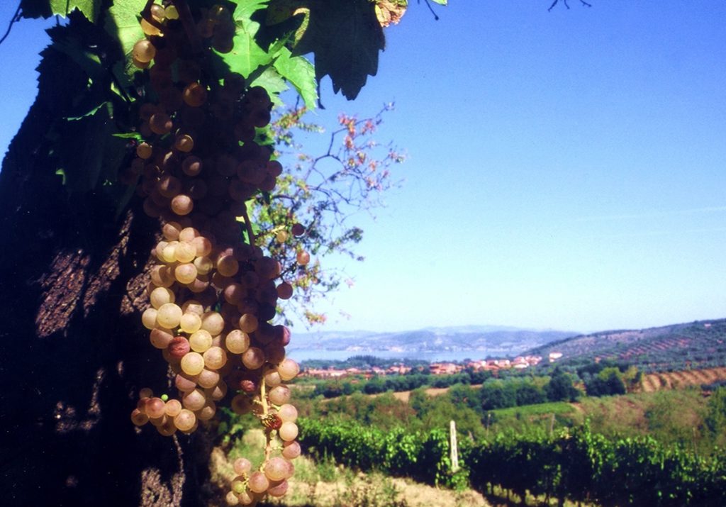 Corciano Castello di Vino 2018