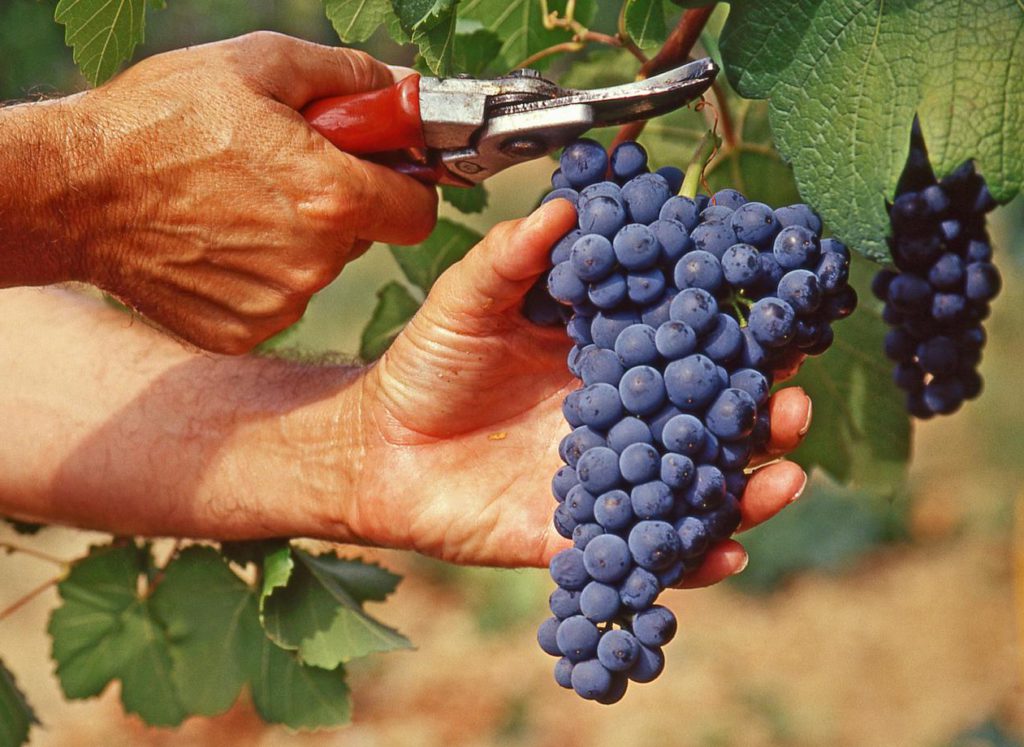 Vendemmia