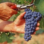 Vendemmia