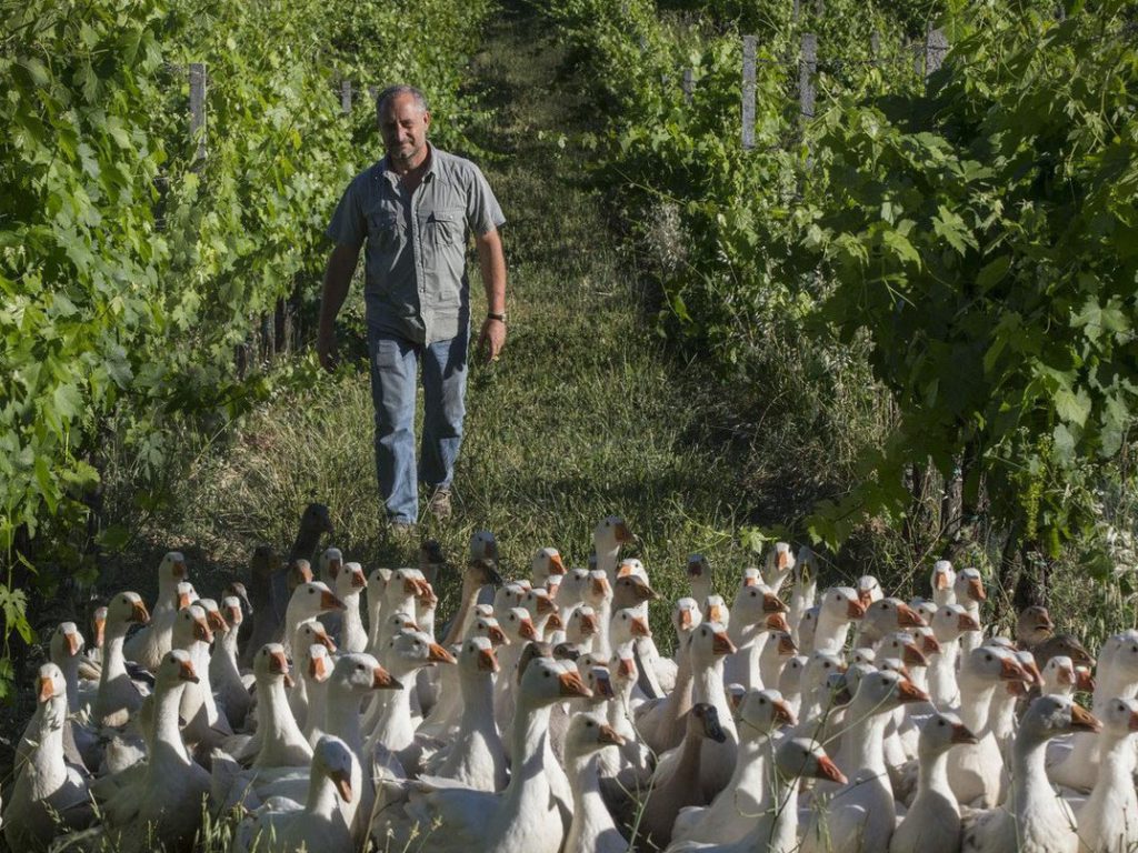 Le Oche in vigna nell’azienda Di Filippo Di Filippo