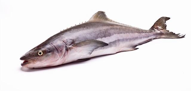 PESCE COBIA OPENBLUE
