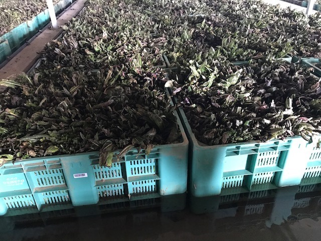 Radicchio di Treviso Tardivo: Forzatura con acqua risorgiva alla temperatura di circa 11°C
