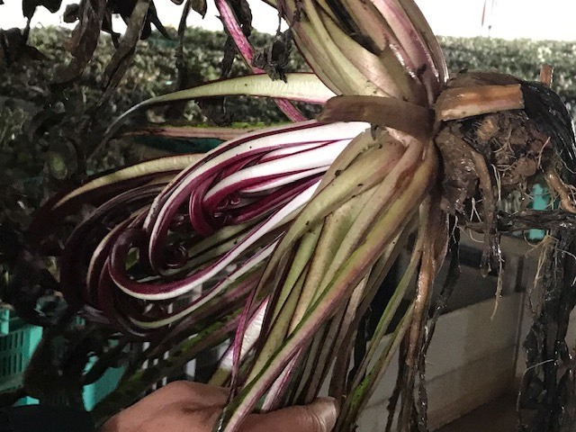 Cuore del Radicchio di Treviso Tardivo IGP