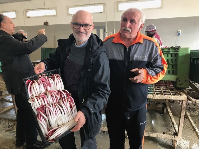Produttori di Radicchio di Treviso IGP