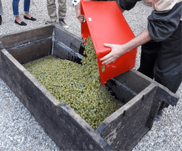 Vendemmia Vigna di Leonardo "navassa"