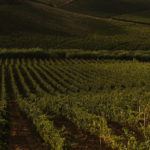 Colline con filari Lucido