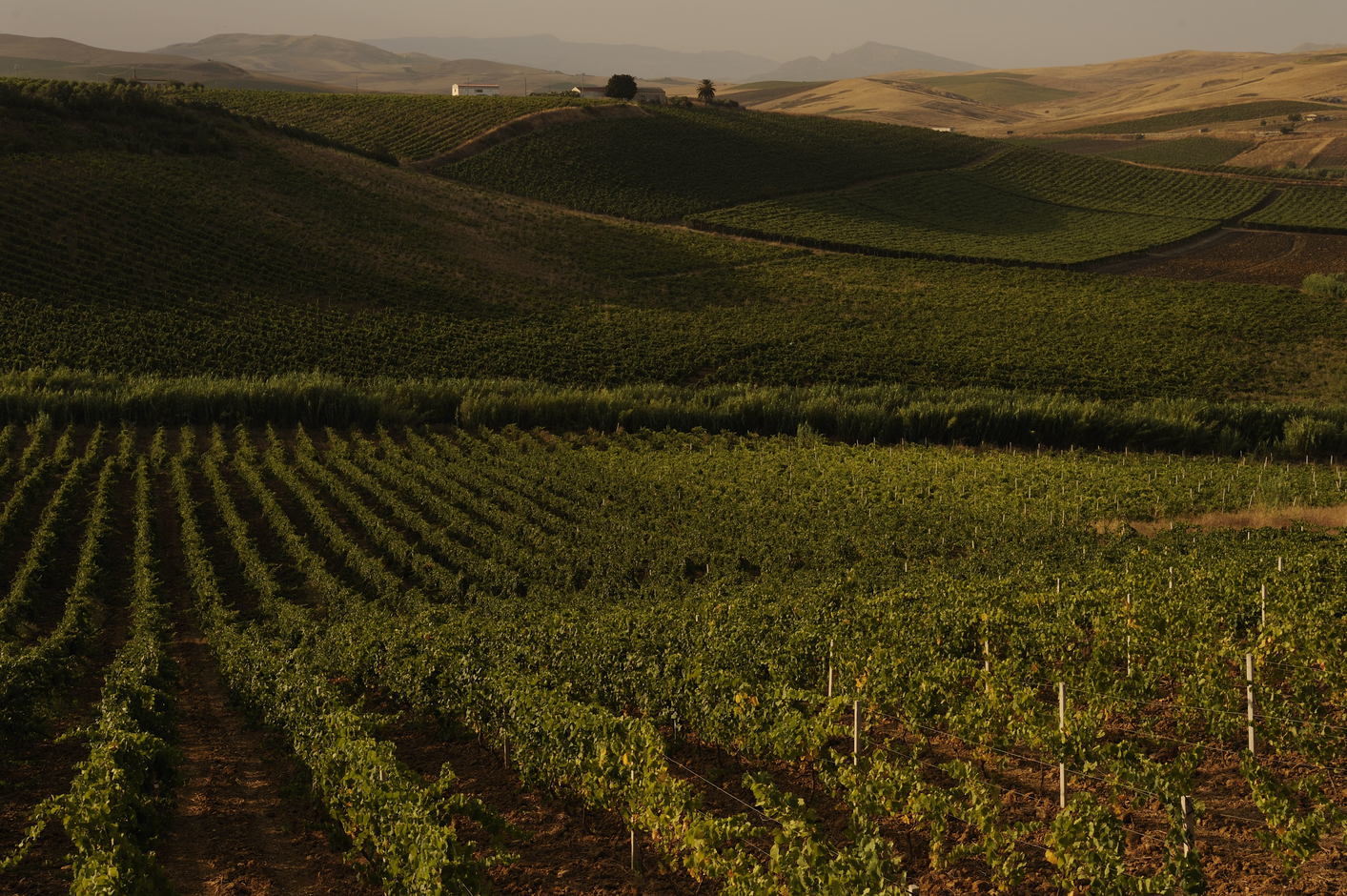 Colline con filari Lucido