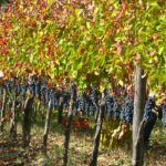 Vigneti di Stefania Barbot