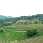 Vigneti Asolo Montello