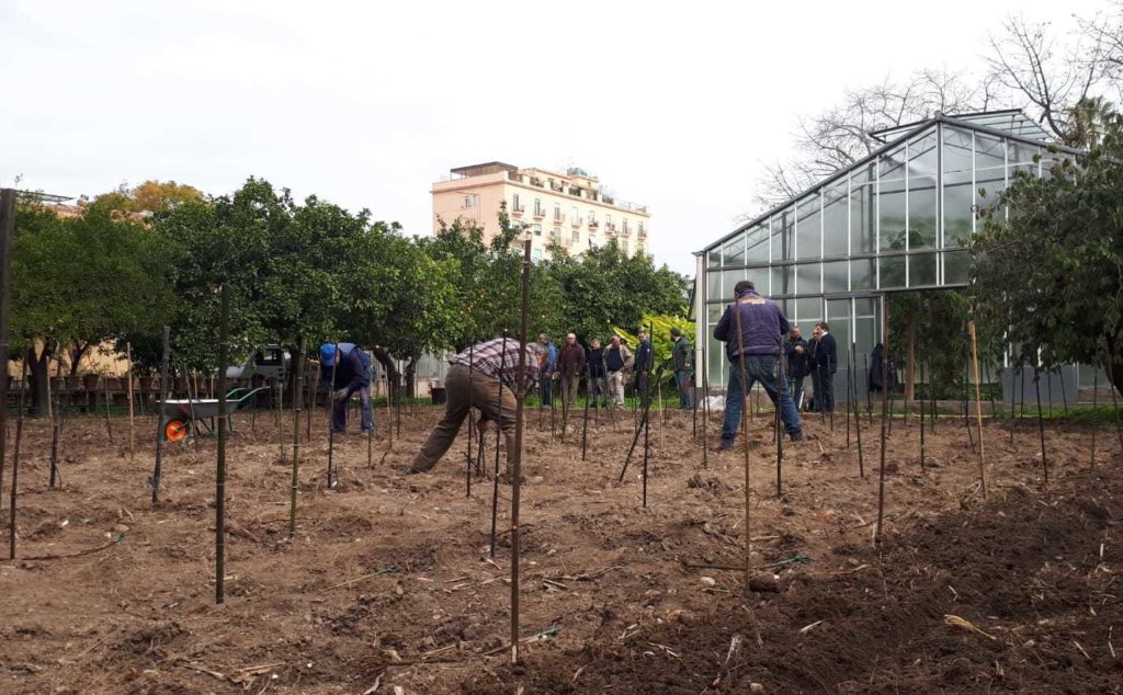 Orto botanico Vigna del Gallo. Il vigneto