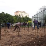 Orto botanico Vigna del Gallo. Il vigneto