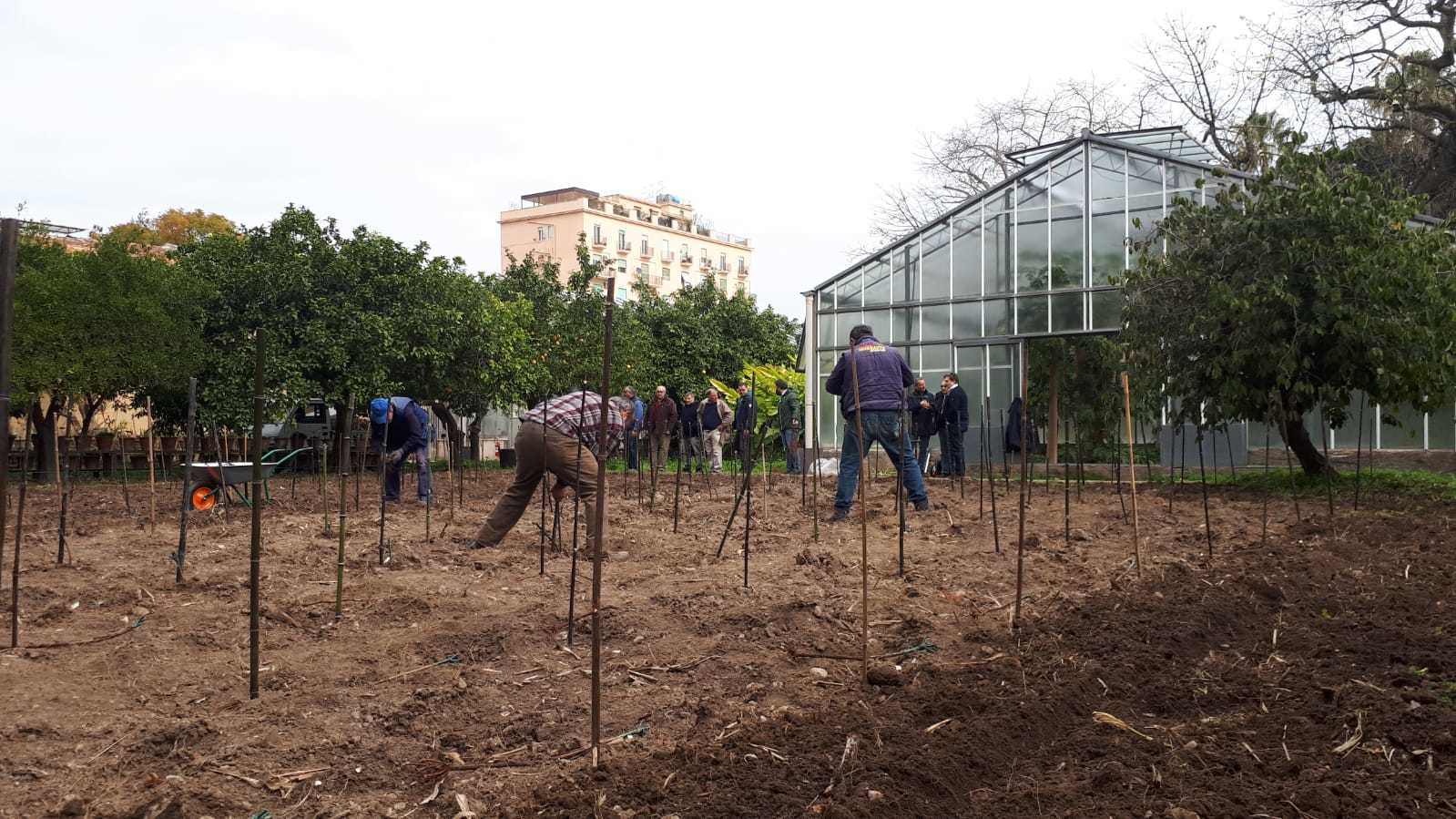 Orto botanico Vigna del Gallo. Il vigneto